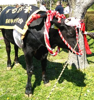 するが牛(静岡県畜産共進会)