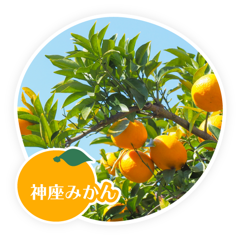 神座みかん